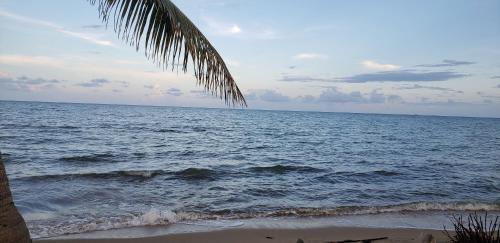 a palm tree sitting on the beach next to the ocean at Pal's on the beach - Dangriga, Belize in Dangriga