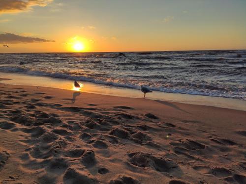 dwie mewy stojące na plaży o zachodzie słońca w obiekcie Willa Nord w mieście Pustkowo