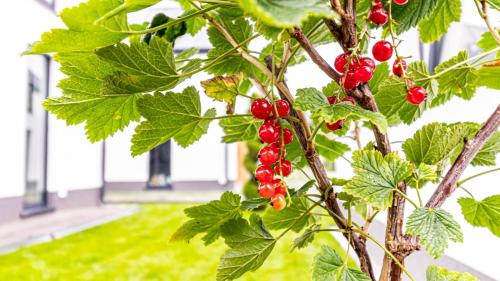 a bunch of red berries on a tree at OSADA WISEŁKA in Wisełka