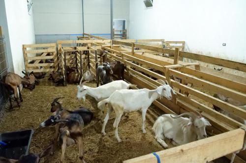a group of goats in a pen in a barn at Bujtina e Muriqit in Shkodër