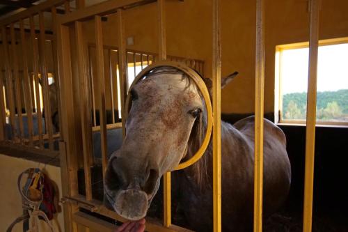 a horse is sticking its head in a cage at Bujtina e Muriqit in Shkodër