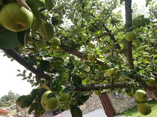 an apple tree with green apples growing on it at Artesano I y III in Navarredonda de Gredos