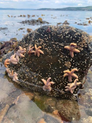 a rock with starfish on it on the beach at Firthview House in Kirn