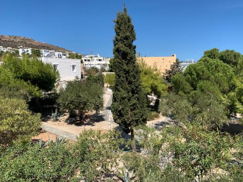 a tree in the middle of a forest of trees at Anezina Village in Drios