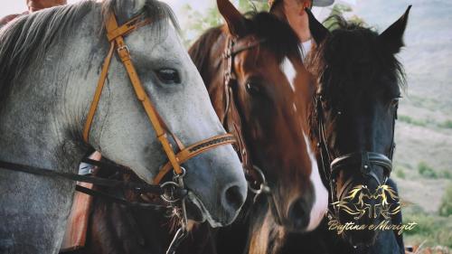 dos caballos están parados uno al lado del otro en Bujtina e Muriqit en Shkodër