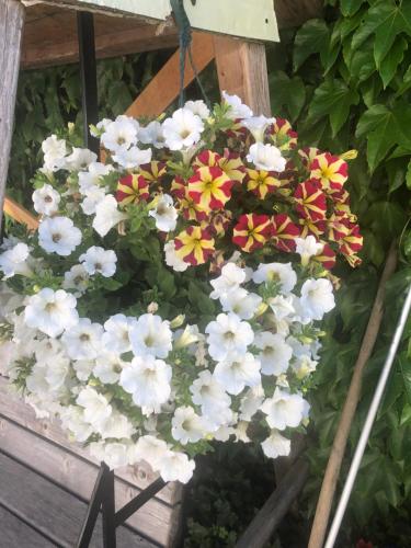 a bunch of flowers in a hanging basket at Babsi Appartments - leben am Land in Wels