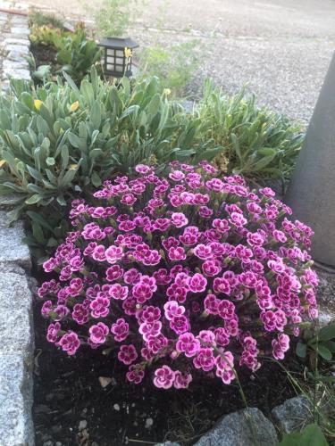 a bunch of pink flowers in a garden at Babsi Appartments - leben am Land in Wels