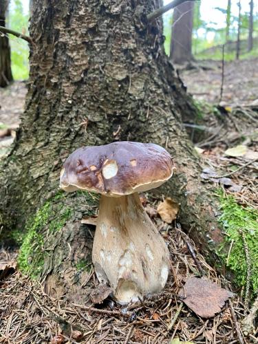 a mushroom is sitting next to a tree at Slunný byt v Jizerských horách 5 postelí in Tanvald