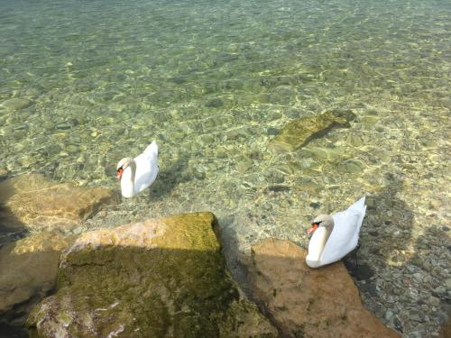 two white ducks are swimming in the water at Hotel Alfieri in Sirmione