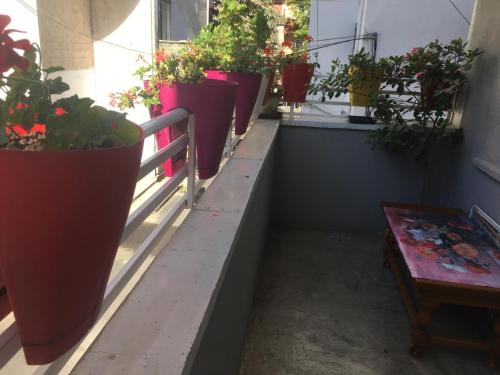 een rij potplanten op een vensterbank bij Appartamento centro in Pogradec