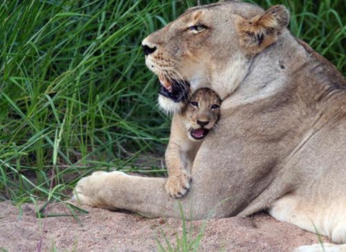 a lion laying on the ground with a baby lion at Umlani Bushcamp in Timbavati Game Reserve