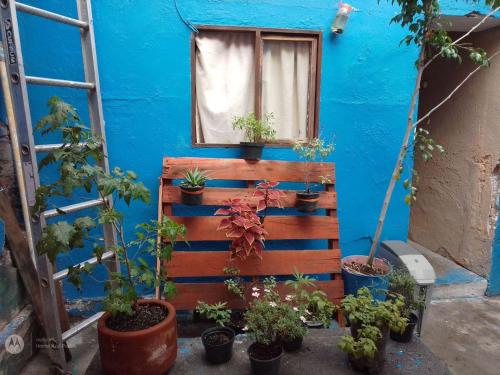 Κήπος έξω από το Hostal Azul Puebla