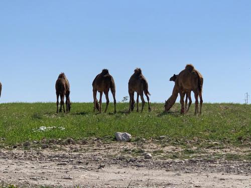 a group of horses grazing on a grassy hill at Khan Alsira - חאן אלסרה in Alsira