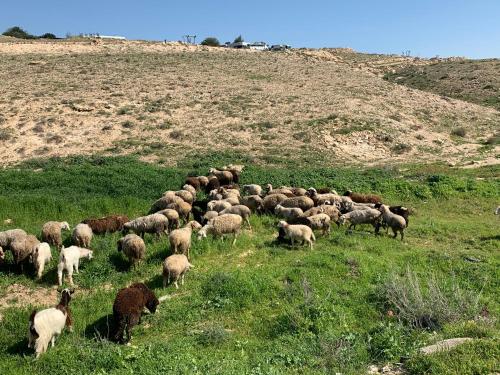 a herd of sheep grazing on a grassy hill at Khan Alsira - חאן אלסרה in Alsira