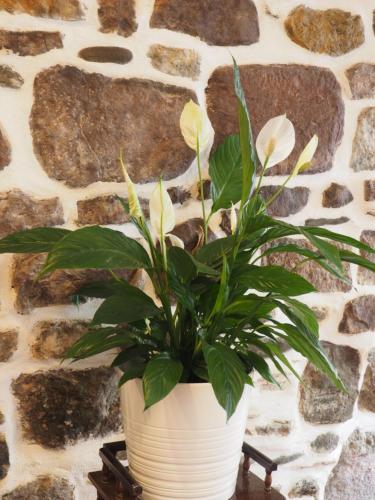 a plant in a white pot sitting on a stand at Studio Camino Real in Saint-Jean-Pied-de-Port