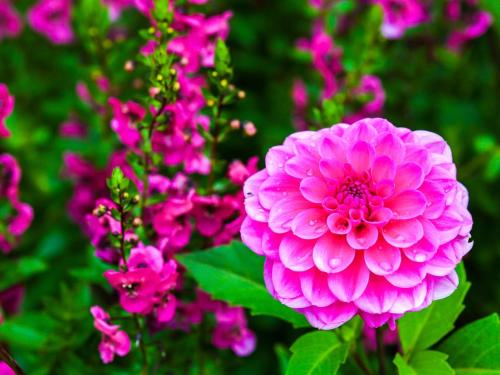 a pink flower in front of a group of pink flowers at Lake Side Nikko Hotel in Nikko