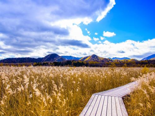 a wooden pathway through a field of tall grass at Lake Side Nikko Hotel in Nikko