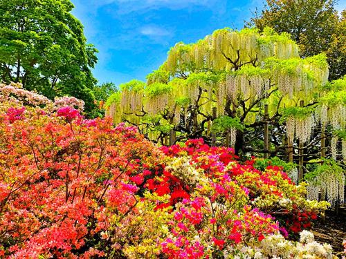 a garden with pink flowers and trees in the background at Lake Side Nikko Hotel in Nikko