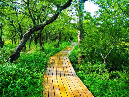 a wooden path in the middle of a forest at Lake Side Nikko Hotel in Nikko