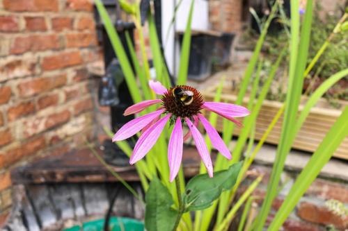 a pink flower with a bee on top of it at Harmony House Boutique B&B in Stillingfleet