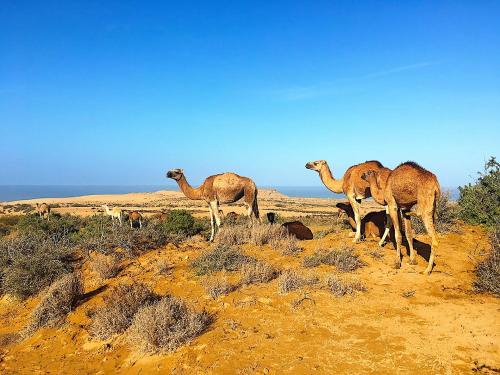 Animaux dans la maison de vacances ou à proximité