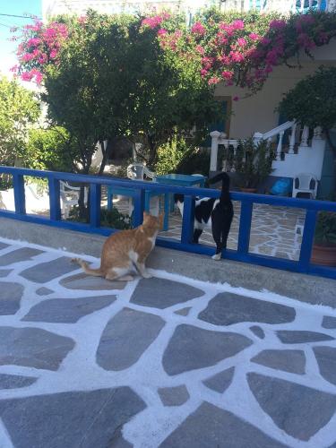 Animales en el departamento o alrededores
