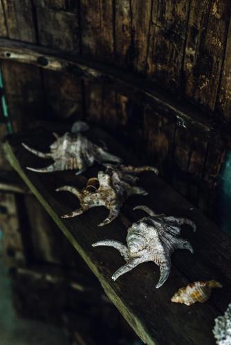 a group ofizards sitting on top of a wooden table at Mi Lugar Maldives in Nolhivaranfaru