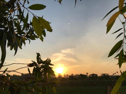 a sunset seen through the leaves of a tree at Saigon Garden Homestay in Ho Chi Minh City