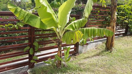 a banana tree in front of a fence at Holiday Home Belvedere in Dickenson Bay
