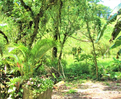 a garden with plants and trees and a dirt road at Posada Río Celeste La Amistad in Rio Celeste