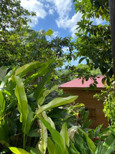 un jardin avec des plantes vertes et un bâtiment dans l'établissement Banana Cottage Ecolodge & Spa, au Gosier