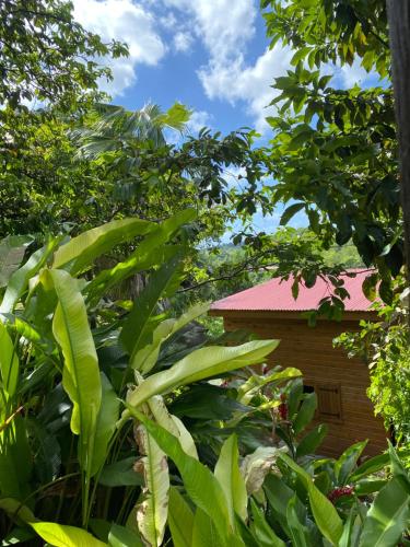 O grădină în afara Banana Cottage Ecolodge & Spa