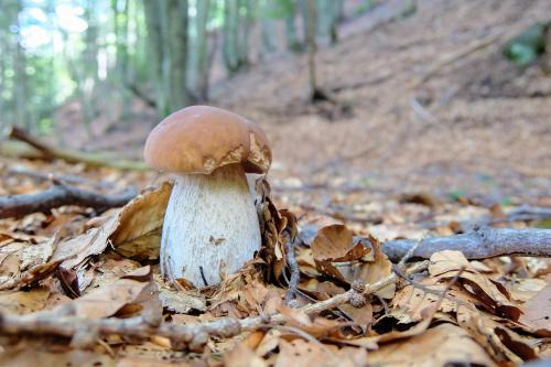 a mushroom sitting on the ground in the leaves at Tolasudolsa Rooms, Breakfast & Mountain Bike in Compiano