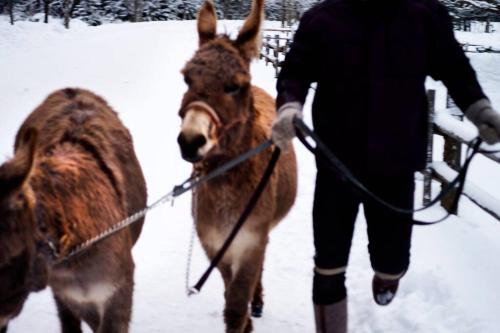 a person is pulling a donkey in the snow at Beautiful cosy House near Königsee in Schönau am Königssee