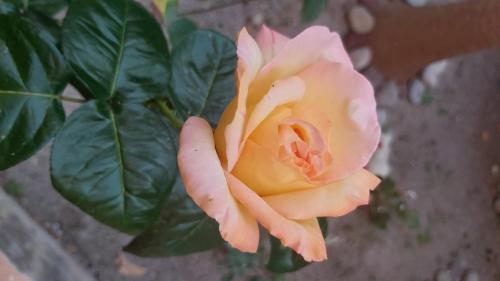 a pale pink rose with a green plant behind it at Residence Alberghiero Eolie in Lipari