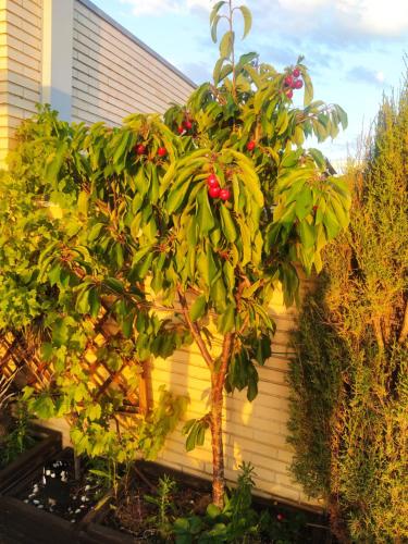 a small tree with red fruits on it at Ático spa rural in Alcarraz
