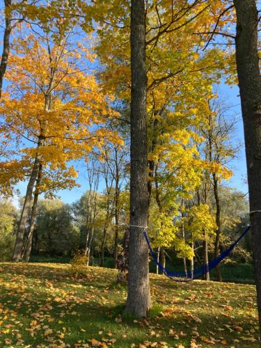 a group of trees with yellow leaves at UpeNes in Lubāna