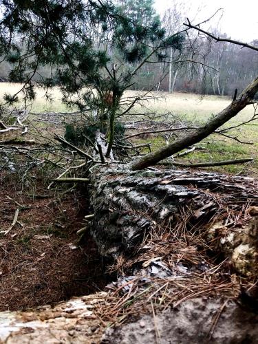 a fallen pine tree laying on the ground at Hotel zwischen den Seen in Waren