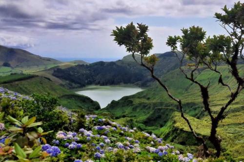 a view of a valley with trees and flowers at Monchique Islet View House T2 in Faja Grande