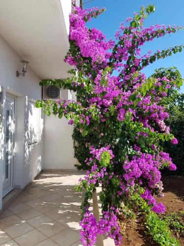 Bugenvilija apartment