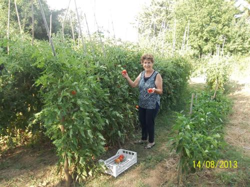 a woman standing in a garden holding tomatoes at B&B La Piaggia in Montemerano