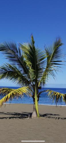 un palmier sur une plage avec l'océan en arrière-plan dans l'établissement NOUT TI KAZ lé bains, à Étang-Salé les Bains