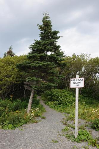 a sign on a dirt road next to a pine tree at Riverside Chalets in River of Ponds