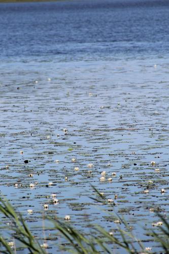 a body of water with grass in the foreground at Yxkullsund Säteri B&B - Manor & Estate since 1662 in Lagan