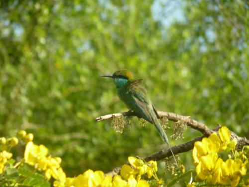 a bird sitting on a tree branch with yellow flowers at Nature's Hideaway in Anuradhapura