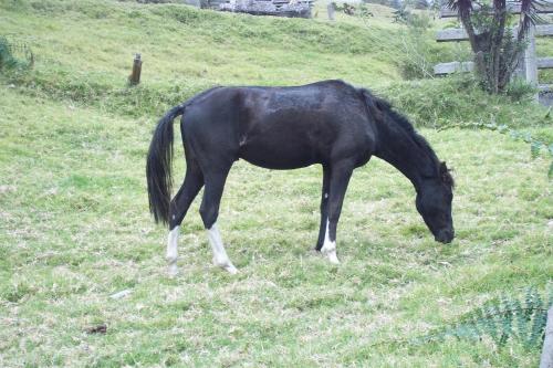 a black horse grazing in a field of grass at Hotel y Spa Isla de Baños in Baños