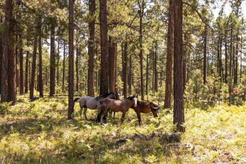 three horses standing in a forest with trees at Whispering Hollow Lodge on Greer Main St! in Greer