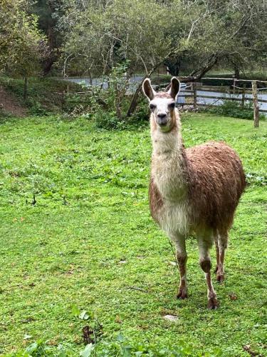 a brown sheep standing in a field of grass at La Bastide d'Albignac in Le Dourn