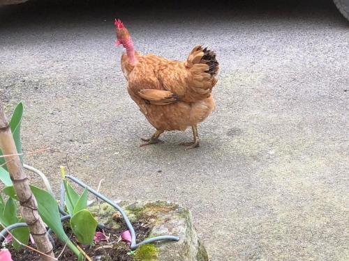 ein braunes Huhn auf dem Boden in der Unterkunft 7 Métris in Corre