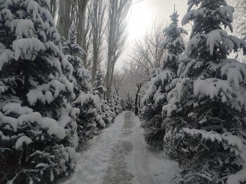 a snow covered path in a forest with snow covered trees at HUMSON BULOQ SANATORIUM in Khumson